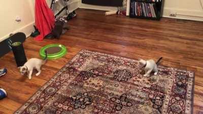 Synchronized syblings