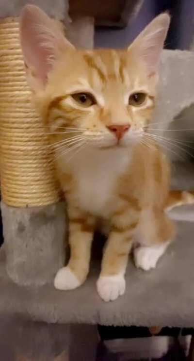 Tries to yell but needs new batteries