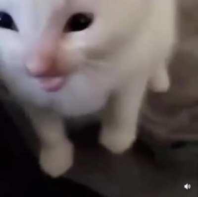 Slat🐱🦋🤮🐈