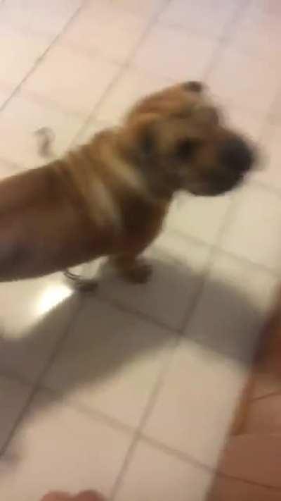 This is Dexter, but he also goes by Squish-Pig or Wrinkle Monster