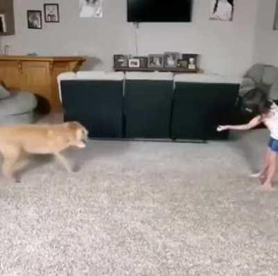 Impressive tandem between this kid and dog.