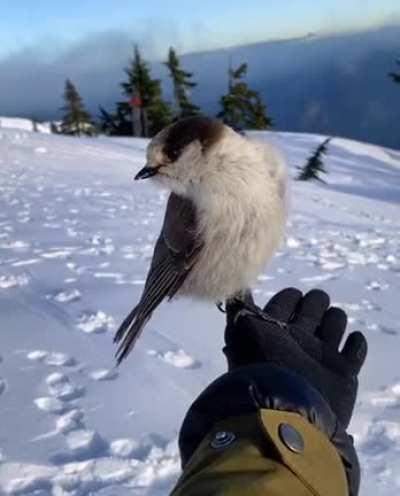 Everyone gets a present for Christmas