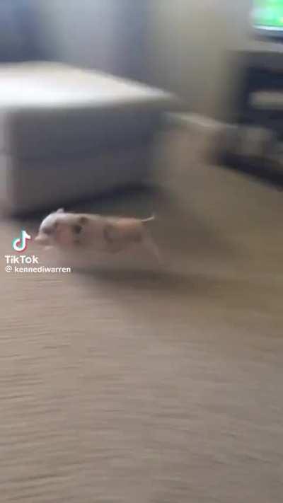 Piglet zoomies 