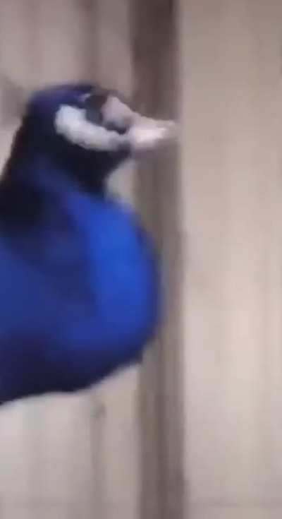 He is indeed in fact a cowboy