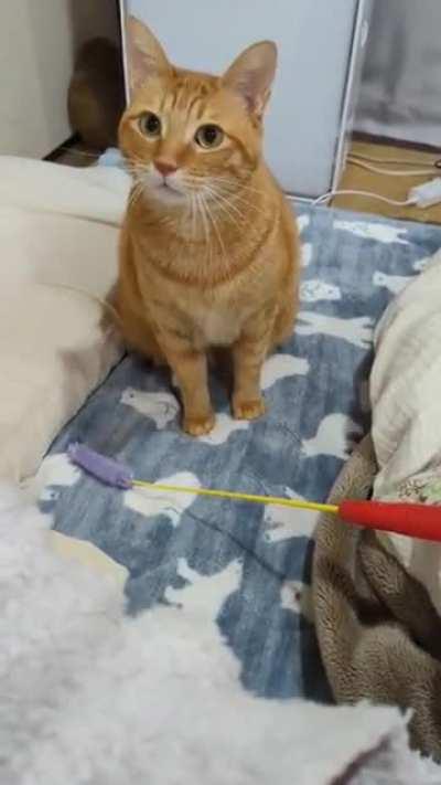 Human, pick up the thingy so I can play