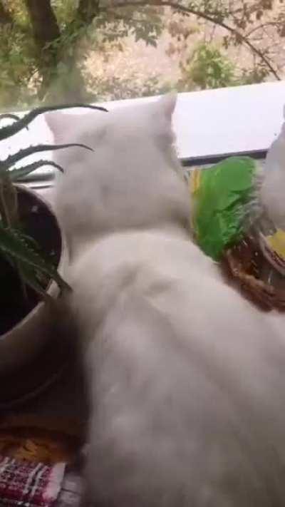 Automatic bread warmer