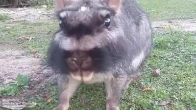 Plains viscacha is the largest species in the chinchilla family and can be easily differentiated from other viscachas by black and gray mustache-like facial markings
