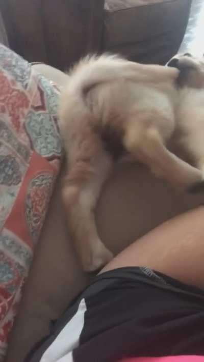 Dogspotting Society Has 634,108 Members. Dogspotting Society Is The Cool Plac......