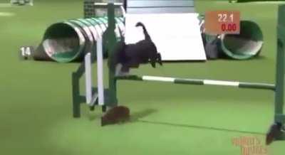 The dog has a fantastic time trial but along the way....