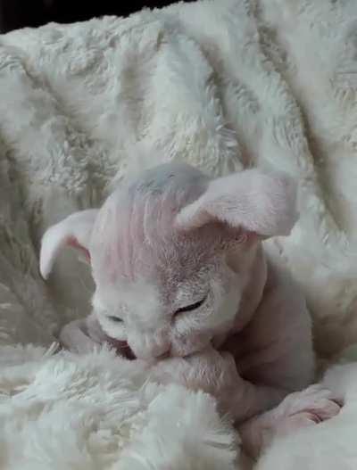 Yoda kitten with man hands