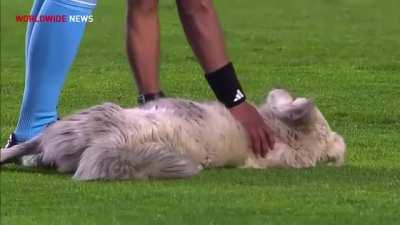 A stray dog stole the show and the hearts of thousands of fans when he ran onto the field on a professional soccer match
