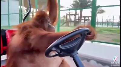 benden zeki amk maymunu