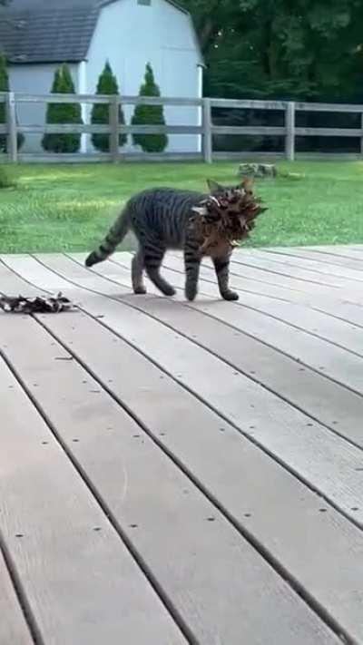 The huntress returns bearing gifts