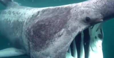 The Basking Shark. The second-largest living shark and fish, after the whale shark, and one of three plankton-eating shark species.