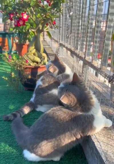 Why do they do that?