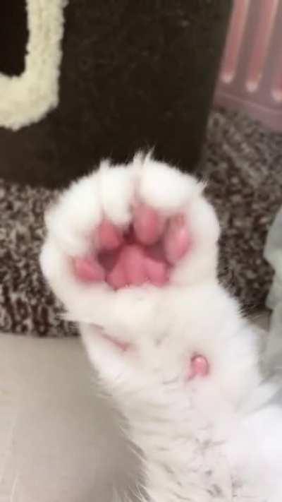 Look, it's finally blooming!