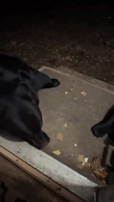 This woman gentle parenting two full grown bears 😭