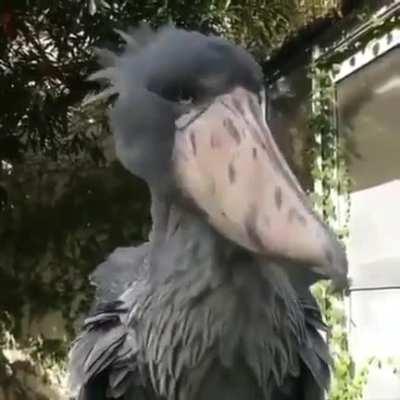 who knows what kind of creature?