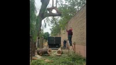 Large tree branch hits man in the face and sends him flying off ladder.