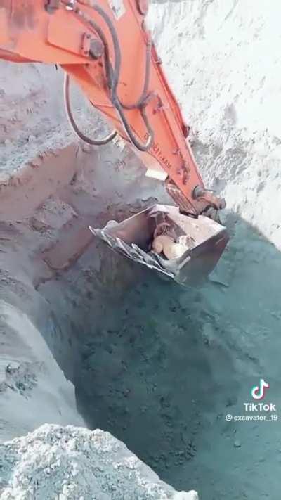 excavator saves dog after falling in a pit