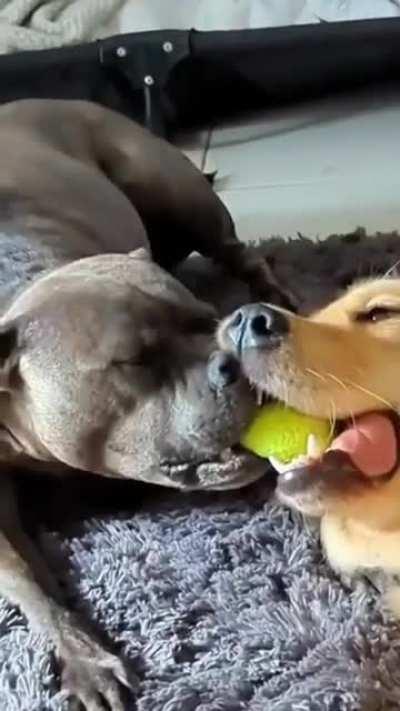 Got nothing in their brain~!