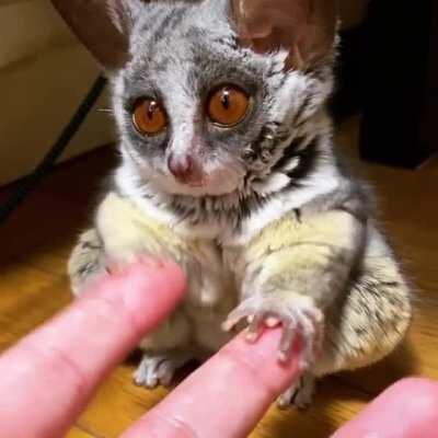 A very small bush baby yawn
