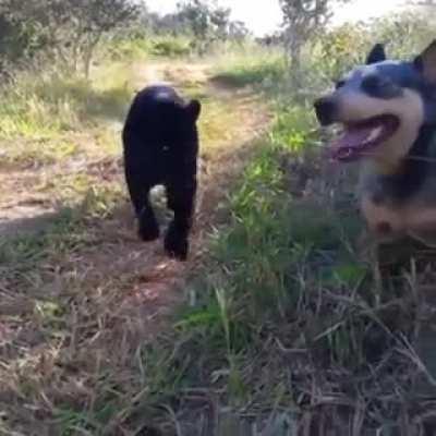 Who’s your new buddy? Is that a black lab? Holup....