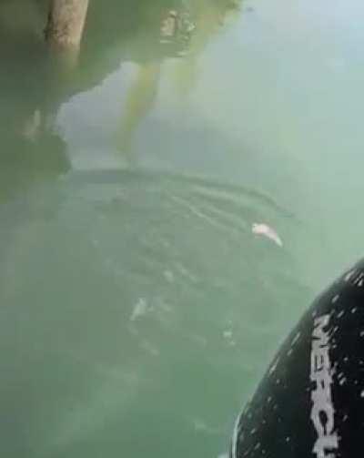 Giant shark swimming in Florida canal