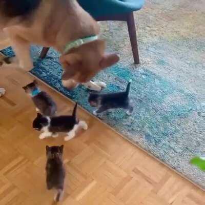 Illegally smol kittens taken into custody by doggo for being too adorable