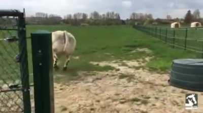 Steer jumps for joy when he feels grass