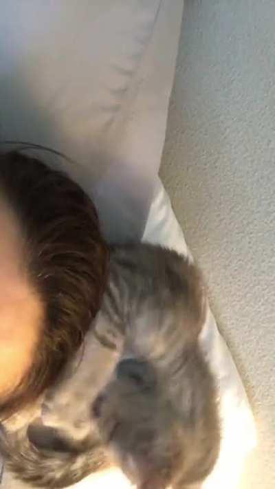 My cat, who’s now three, the first night we brought her home.