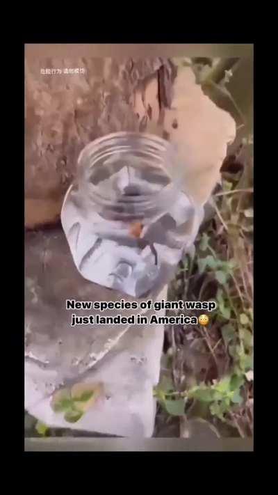 New species of wunkus 