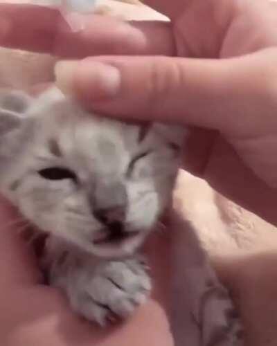 You tricked me hooman