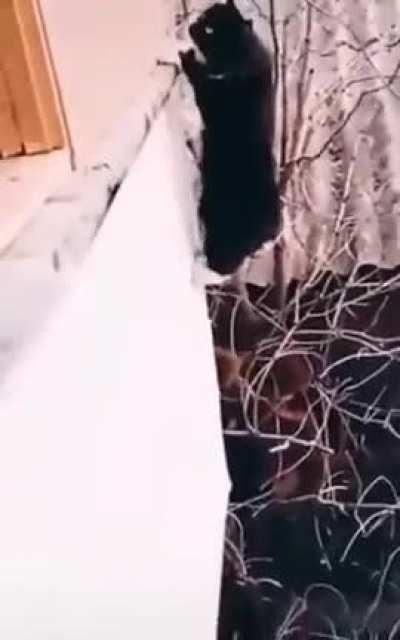 This kitty definitely wanted to come inside