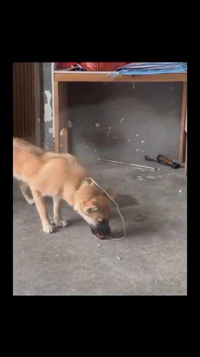 Dog - thought humans are smart 