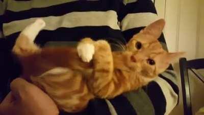 cat of the day 20 (he stupir he eat thte taile 😂