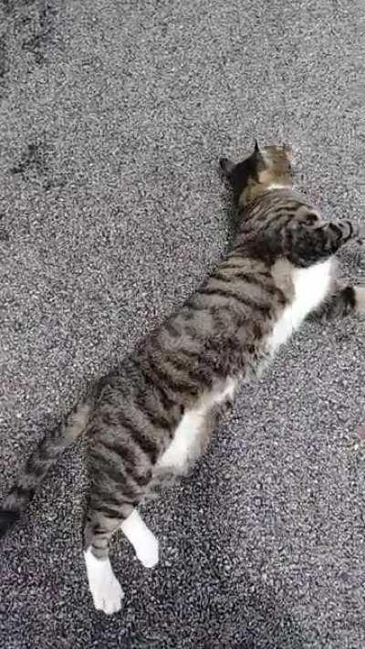 Slithering Razum Dar