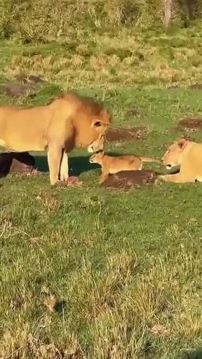 It's Simba, Mufasa, and Sarabi.