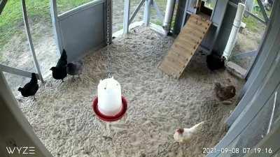 My chickens frozen like statues.