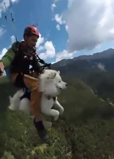 The calmness of this Doggo is Awesome