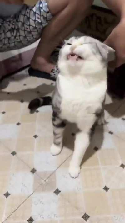 Finally, the long-awaited sneeze...