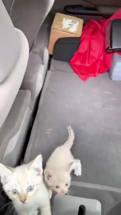 And that's how you end up with 18 cats, aftermath in vehicle