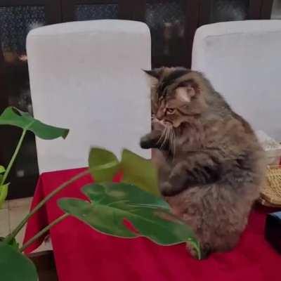 This is NOT a drum set