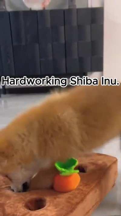 Who would have such a diligent carrot-pulling 