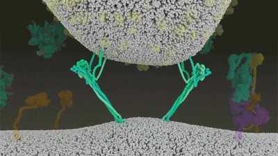How SARS-CoV-2 fuses with cells