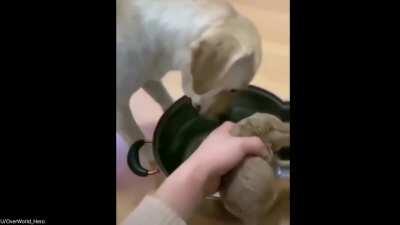 This good boi wasn’t going to let the human make puppy stew!