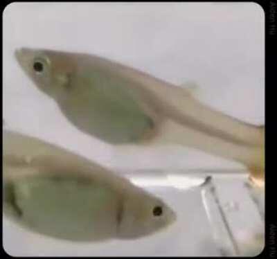 reminds me of someone