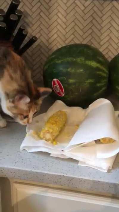 My blind rescue cat eating corn on the cob