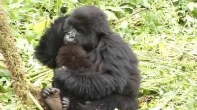 Gorillas get baby fever too