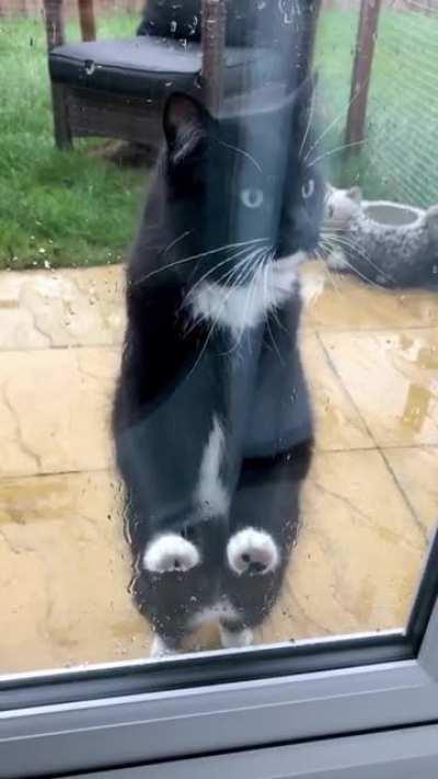 New window cleaner, her rate is 5 Dreamies per window. (The other patio door was wide open, she just has a weird habit of doing the vertical treadmill on smooth surfaces. She does it on all sorts of furniture but it was funny to see it from this viewpoint